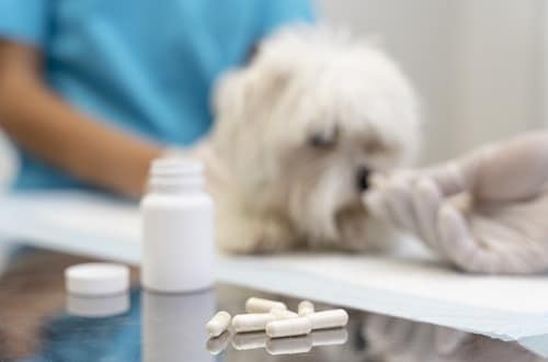 This is an image of a dog being treated at the vet’s office. You may be wondering does pet insurance cover medication
