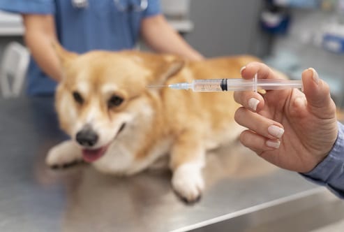 This is an image of a dog on a table at the vet getting a shot. does pet insurance cover medication?
