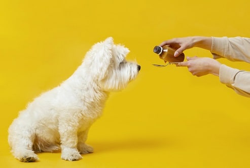 This is an image of a dog taking his medication prescribed by his vet.