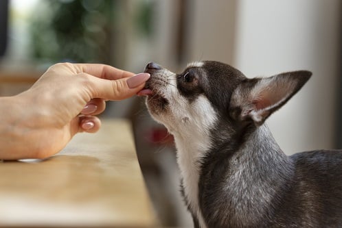 This is an image of a dog taking medication from his owner that was prescribed by his vet.