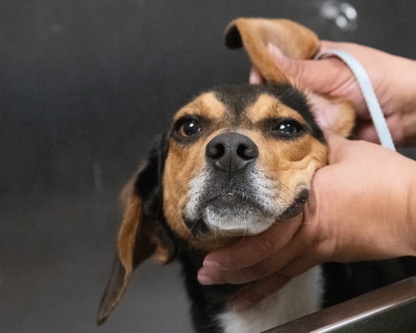 A veterinarian attending to a pet dog - depicting the financial challenges of expensive vet bills and vet costs in NZ