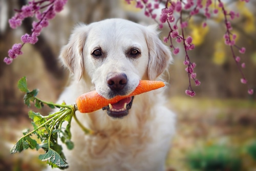 Dog holds carrot in its mouth