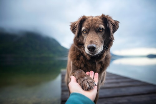 disability assist dog puts paw in human's hand