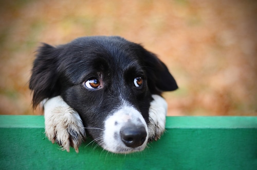 Collie dog sad eyes closeup hanging on bench. 