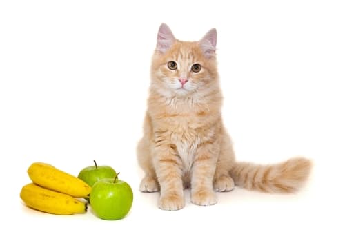 Red kitten is sitting next to fruit, isolated on a white background
