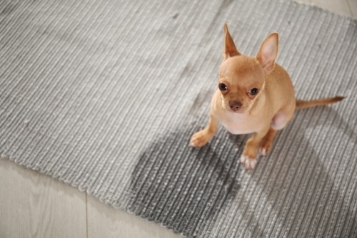 How to Stop Your Dog Peeing Inside Vet Advice PD Insurance NZ