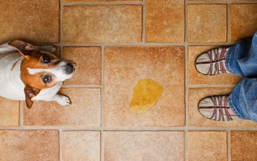 Dog looking up at it's master as she discovers it's urine on the floor. how to stop your dog peeing inside