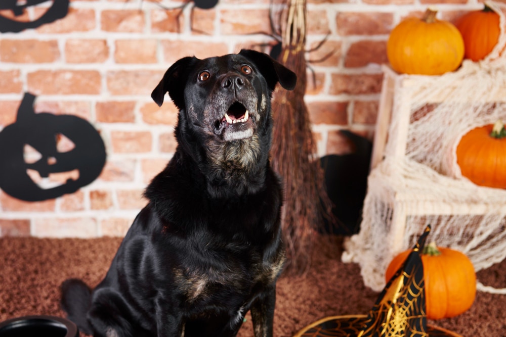 Black dog sits indoors with Halloween decorations, including pumpkins, a broom, a witch hat, and black paper jack-o’-lanterns, against a brick wall background. Nearby, halloween dog treats made from a special dog treat recipe add to the festive scene.