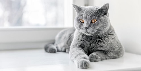 This is a cute cat photo of an adorable white labradoodle with a red collar around his neck.