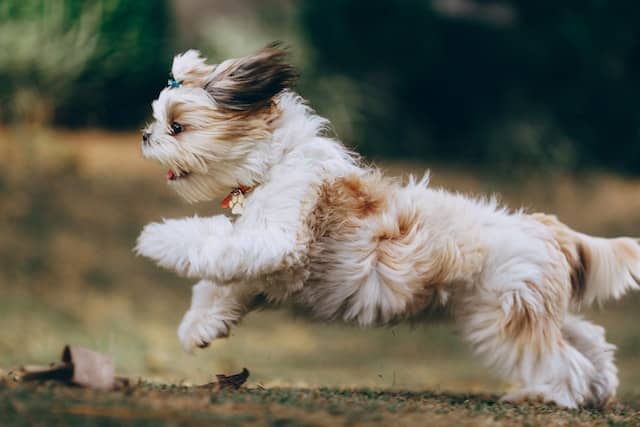 A runs quickly showcasing those adorable puppy zoomies