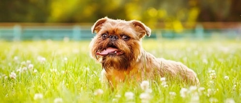 This is an image of an adorable Belgian Griffon dog posing for a photo in a field.