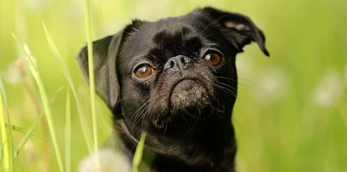 This is an image of an adorable Petit Brabancon posing for a photo in a field.