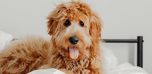 This is an image of an adorable Groodle dog looking at the camera with this tongue out. Groodle puppies are just as cute!