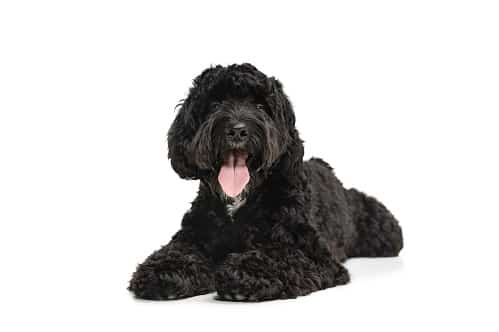This is an image of a young black labradoodle in a studio with a white background.