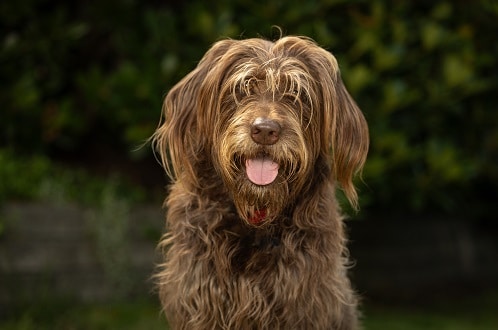 This is an image of a beautiful brown labradoodle with his tongue sticking out.