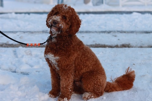 This is an image of an adorable brown cobberdog sitting in the snow.