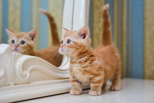 a ginger kitten looks at its reflection in the mirror