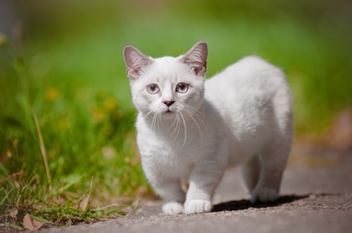 a short legged cat - also known as a sausage cat - goes for a stroll alongside some green grass