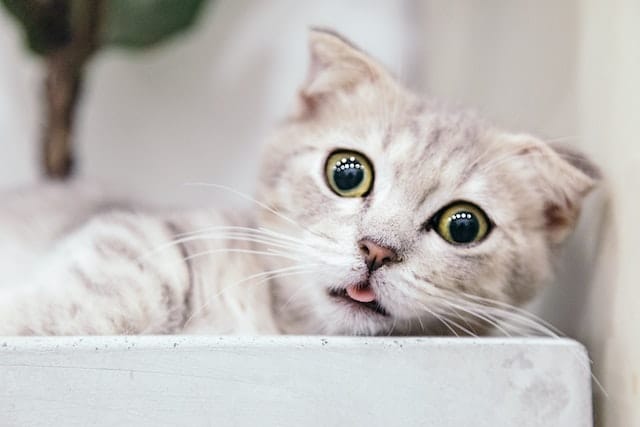 A cute cat makes a funny expression