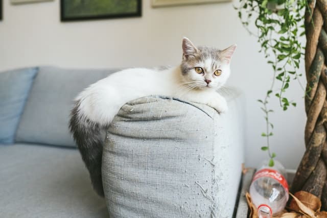 A Munchkin cat lies atop a couch armrest