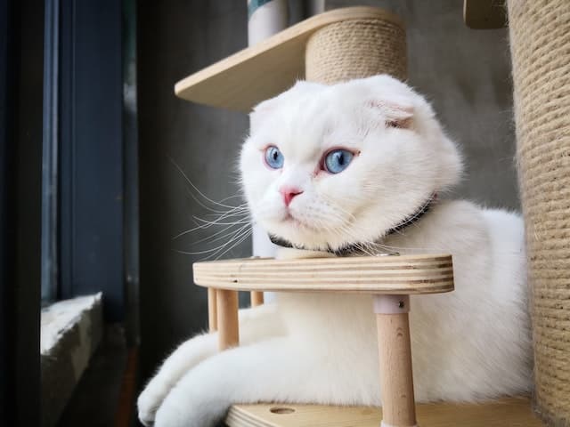 a white cat with curled ears sits on a stool gazing out contemplatively