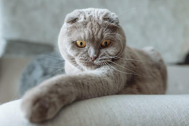 A cat with a round head and foldy ears puts out its paw