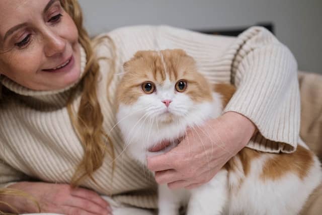 a woman affectionately holds her ginger and white cat which has flat foldy ears