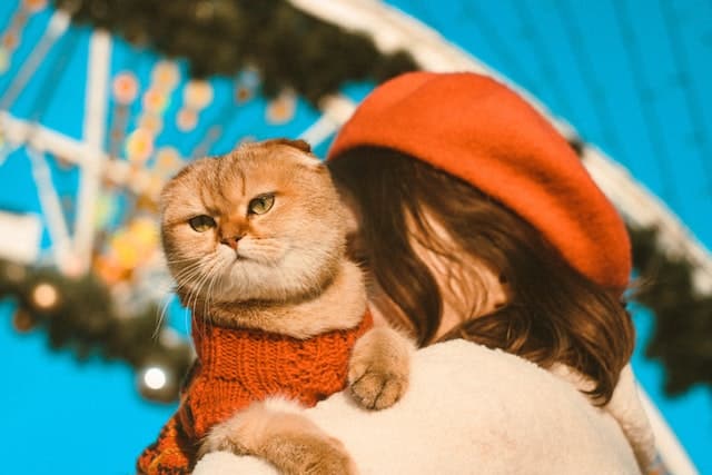 a woman carries her cat which has folded ears
