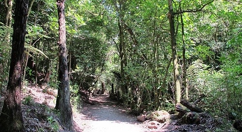 This is an image of St Johns Bush Walk in Auckland. a dog walk in auckland
