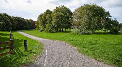 This is an image of a path that is part of the Waiatarua Reserve. a dog walk in Auckland