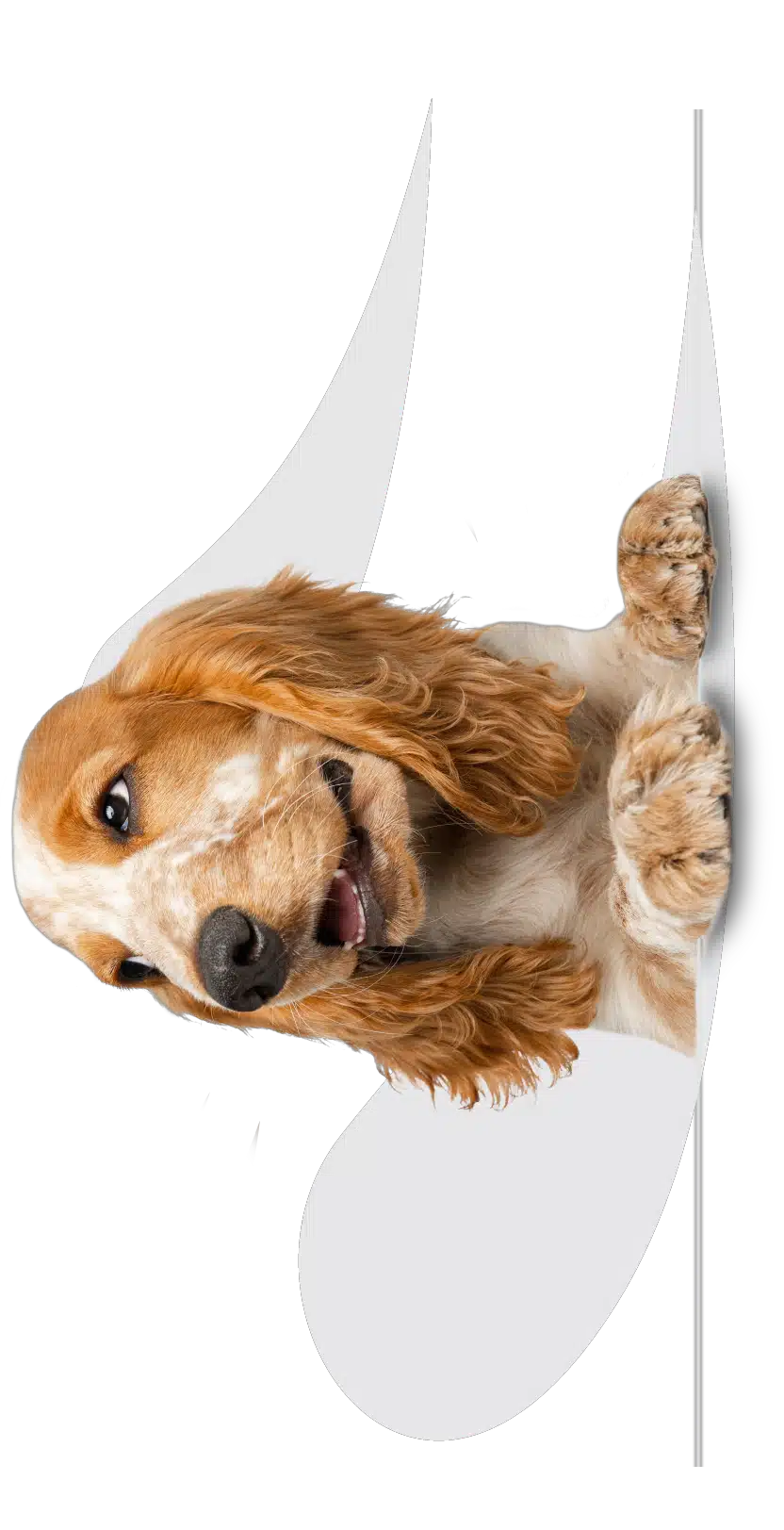 Pet Insurance NZ Quotes Pet Plan Savings PD Insurance