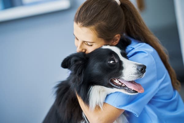 Picture of female vet examining a dog in clinic