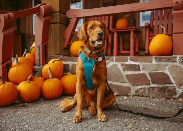 a dog sitting in front of a bunch of pumpkins. he may get a halloween dog treat