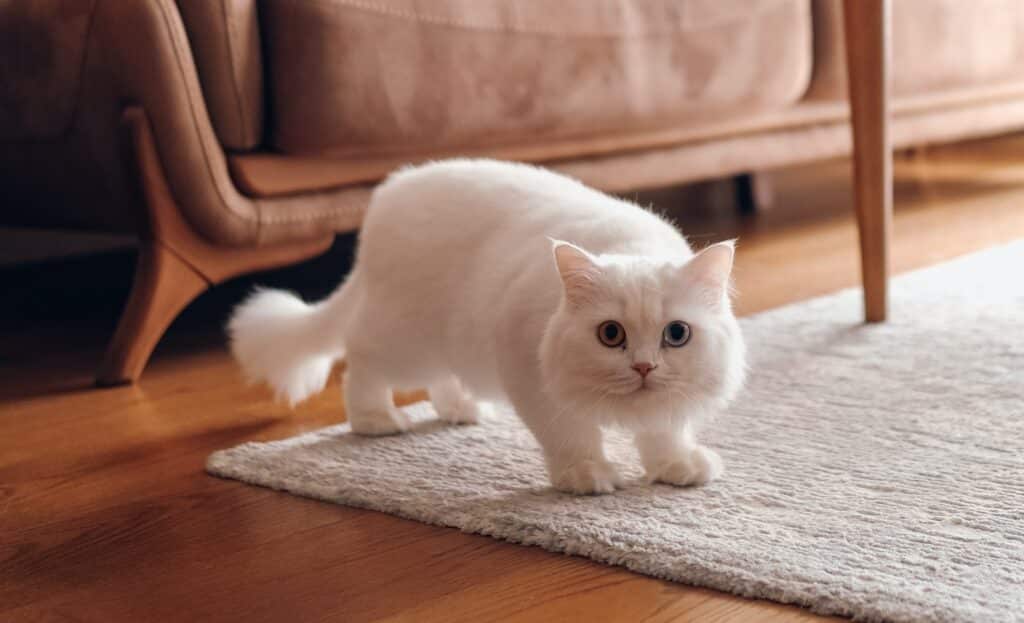 A sausage cat cat crouches low on a rug in a lounge