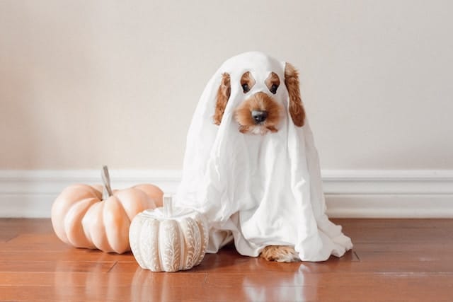 A dog dressed up for halloween