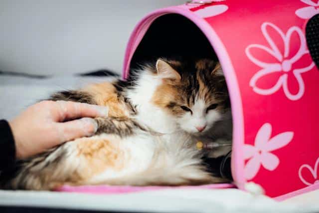 A cat sleeping. If you want to find a vet or the best vet near you, here's what to do.