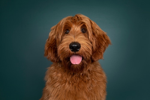 Head shot of handsome red Cobberdog 