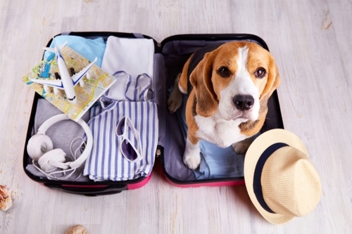 A beagle sits in an open suitcase containing travel items. His owner might be emigrating with pets.