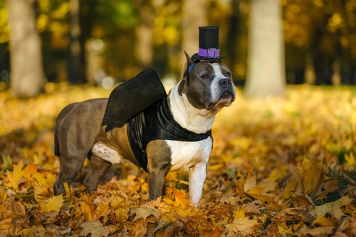 A dog wearing a black cape and top hat stands on a bed of fallen autumn leaves in a park, showcasing one of the cutest dog Halloween costumes.
