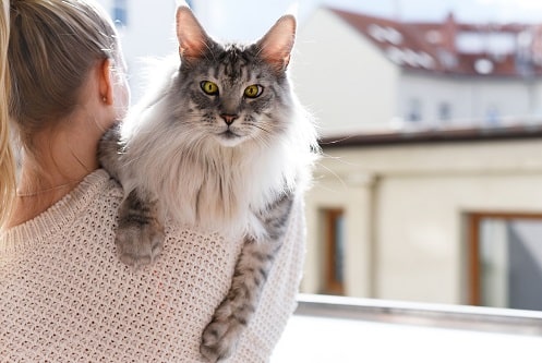 A woman is holding a long haired cat, adopted from an ethical breeder, on her shoulder.