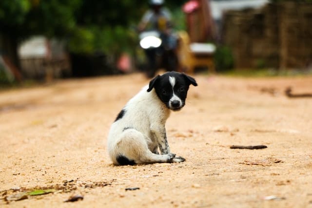 A black and white abandoned puppy which was rescued and forms part of PD's research on dogs and puppies