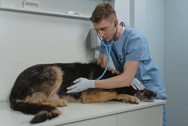 A vet examines a dog, one of the most common companion animals, with a stethoscope.