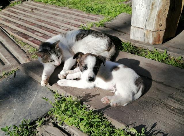 A cat and dog, both companion animals, lying on patch of sunlit garden, displaying a close affection to one another