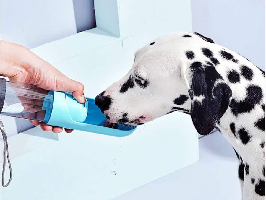 A dalmatian dog drinking from a blue water bottle, enjoying a refreshing break.