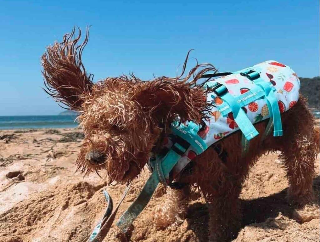 A dog wearing a life jacket on the beach, ready for some water adventures.