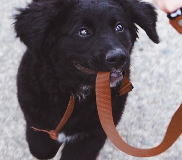 A little puppy holds his tether in his mouth and looks super cute during a walk