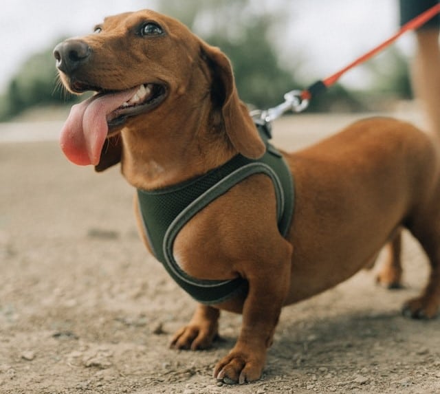 A dachshund wearing a harness goes for a walk