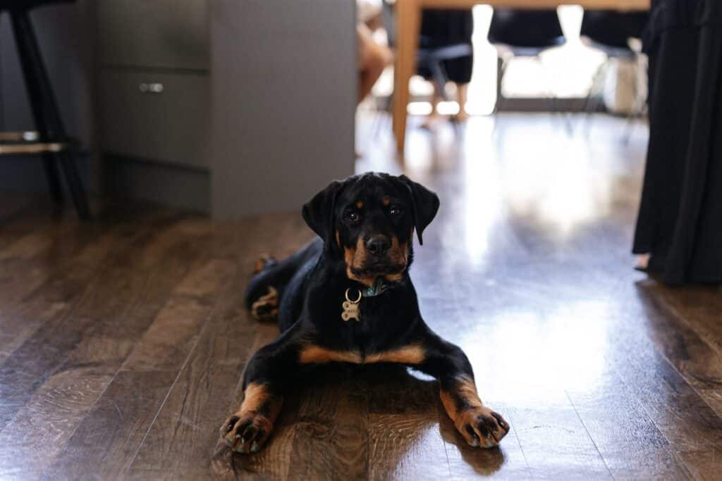 Maple The Rottweiler