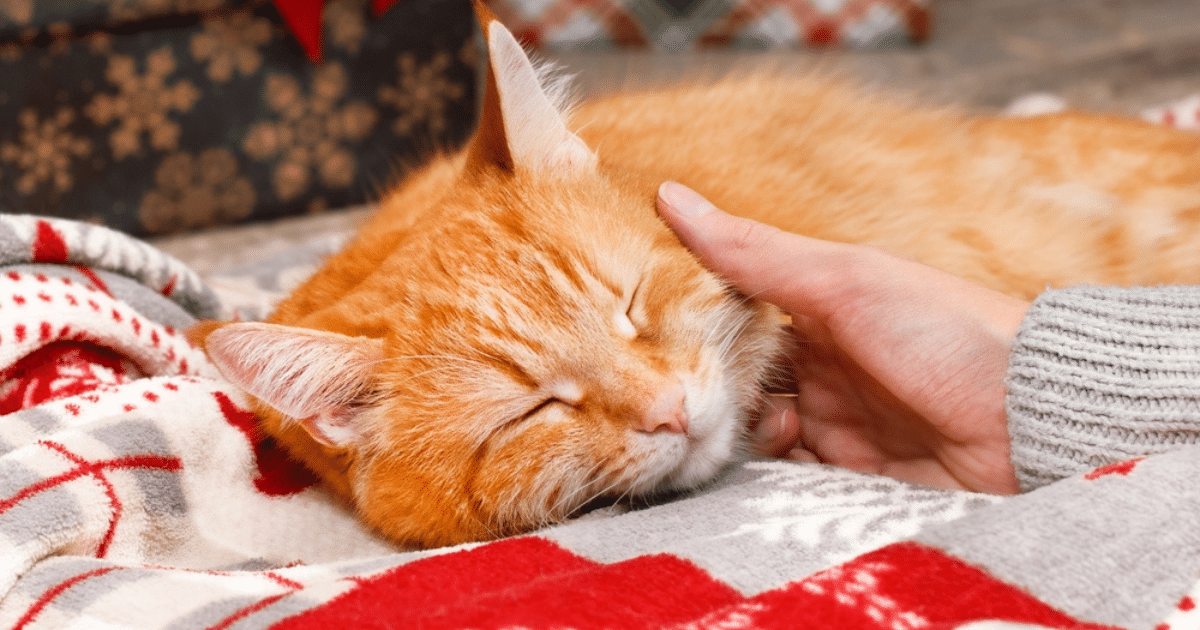 An orange cat, once rescued from an animal shelter, is sleeping on a patterned blanket while a person's hand gently strokes its head.