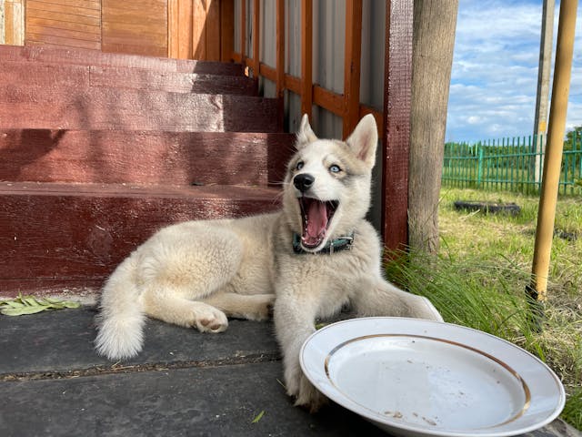 A dog lying on a porch next to an empty bowl, perhaps dreaming of bananas.
